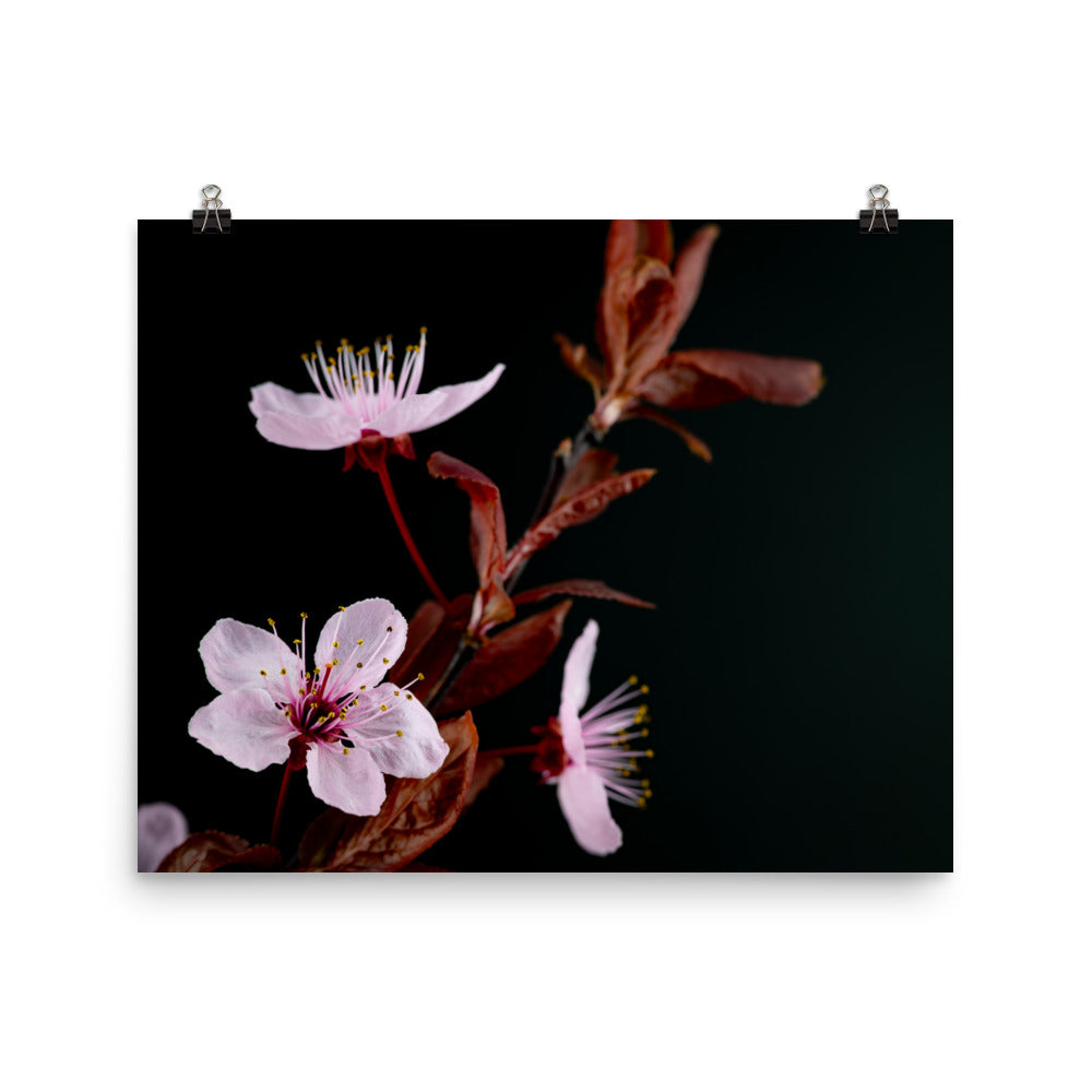 Purple Plum - Photo paper poster