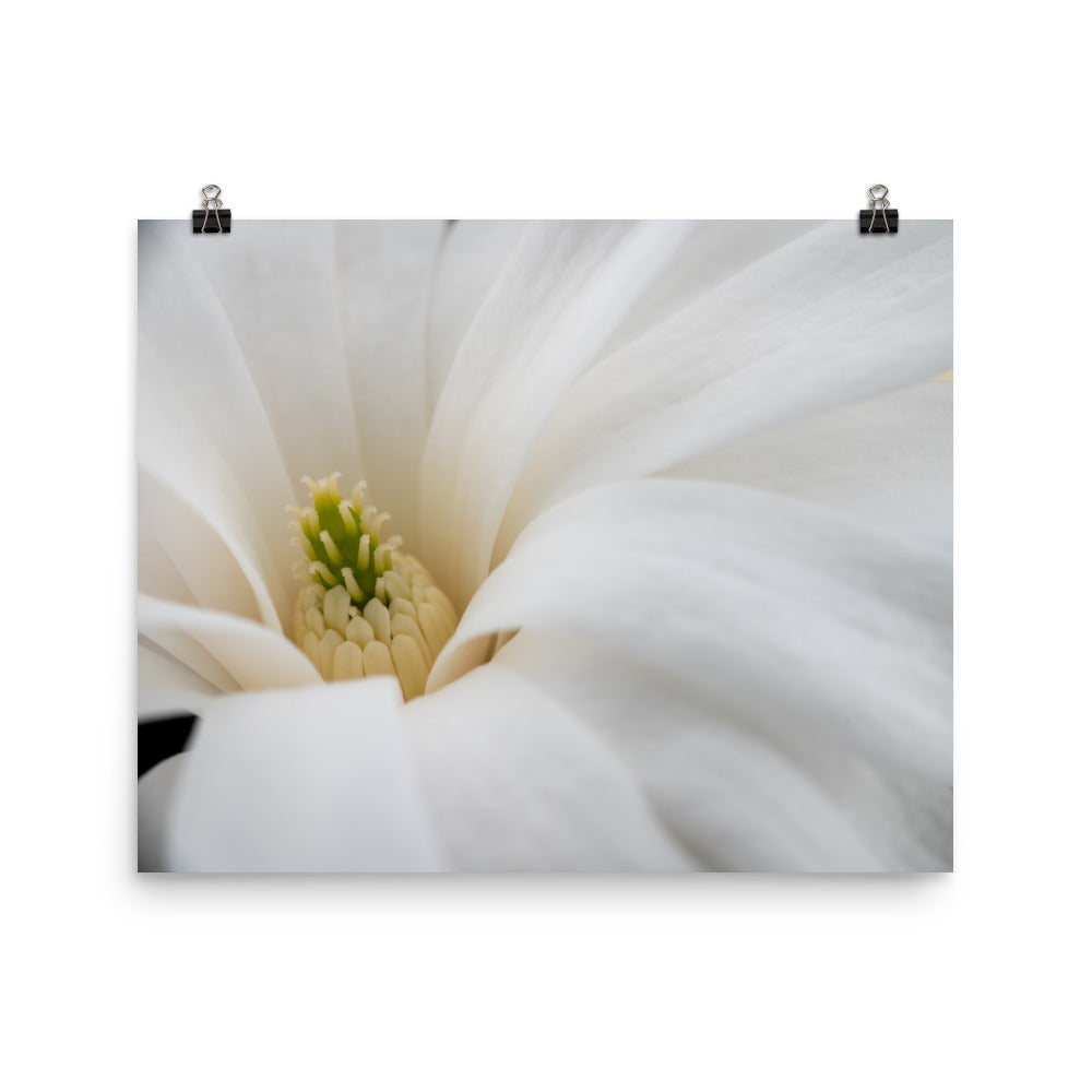 Star Magnolia - Photo paper poster