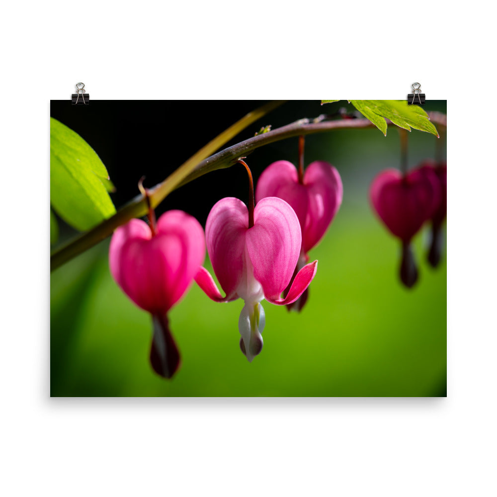 Bleeding Heart Flower - Photo paper poster