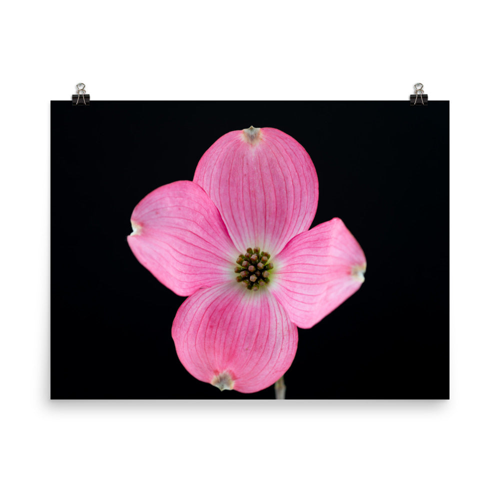 Dogwood Flower - Photo paper poster