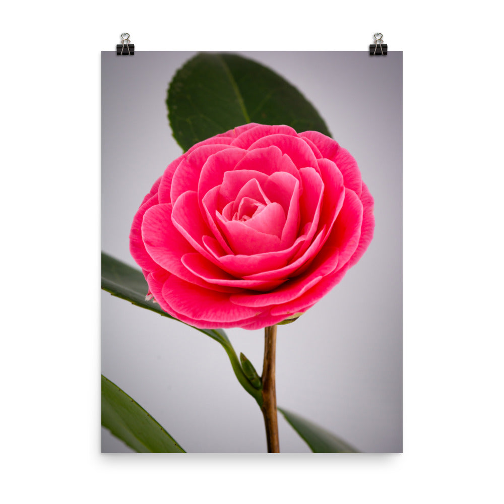 Camellia - Photo paper poster