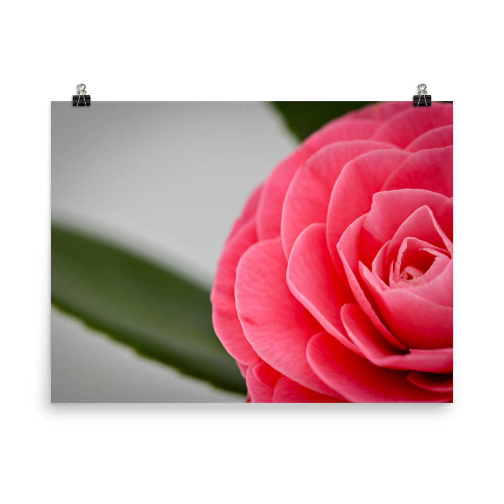 Camellia - Photo paper poster