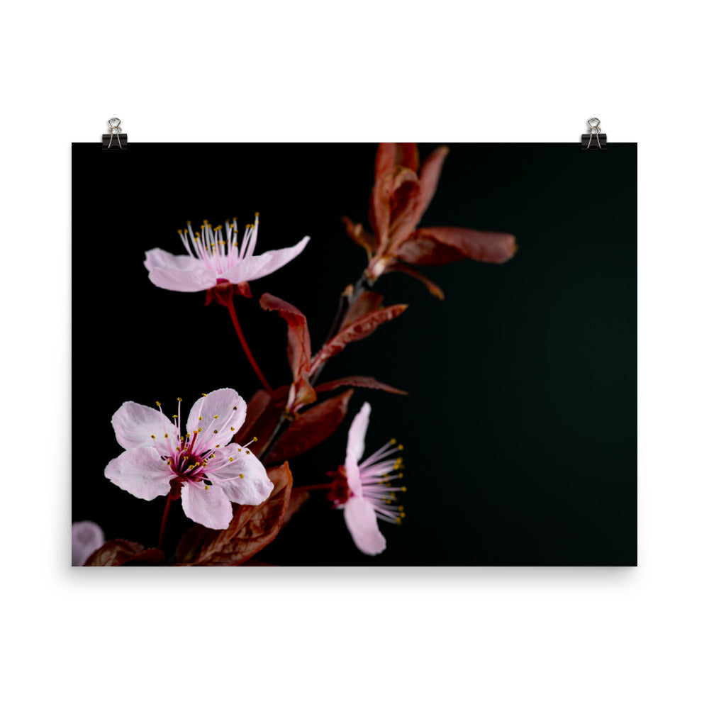 Purple Plum - Photo paper poster