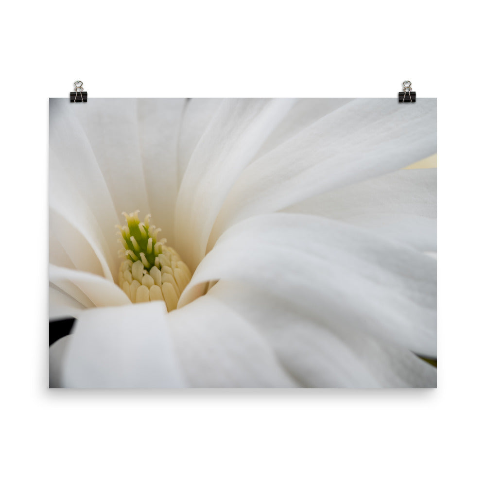 Star Magnolia - Photo paper poster