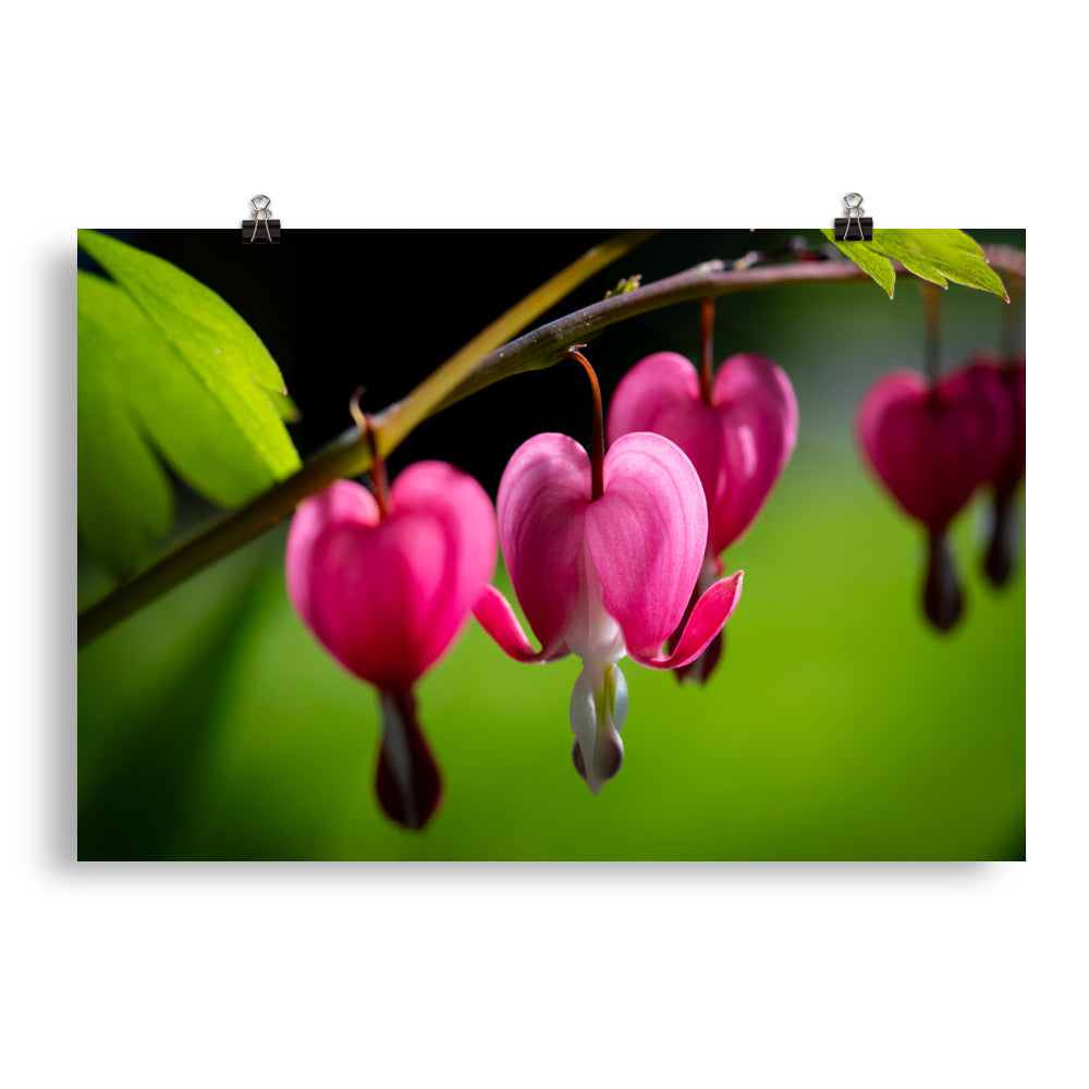 Bleeding Heart Flower - Photo paper poster