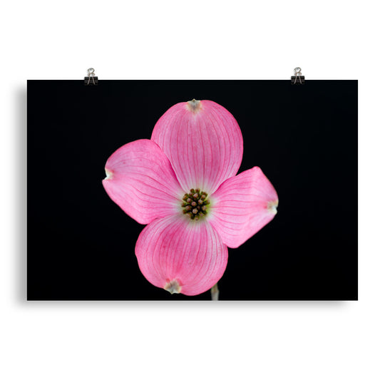 Dogwood Flower - Photo paper poster