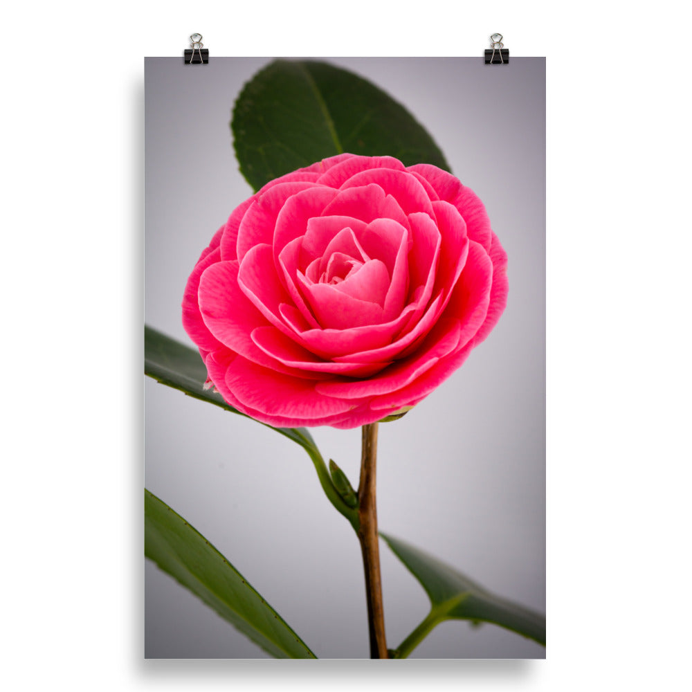 Camellia - Photo paper poster