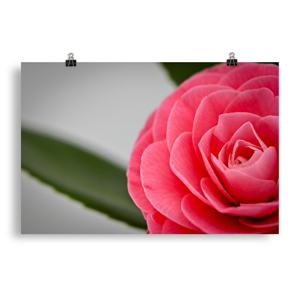 Camellia - Photo paper poster