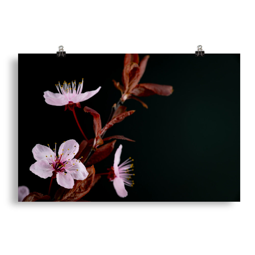 Purple Plum - Photo paper poster