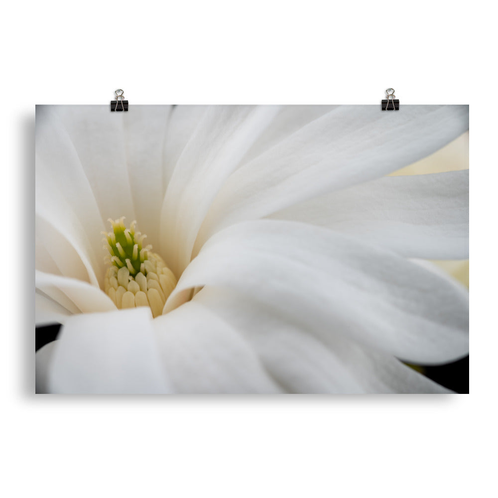 Star Magnolia - Photo paper poster