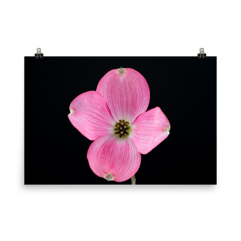 Dogwood Flower - Photo paper poster