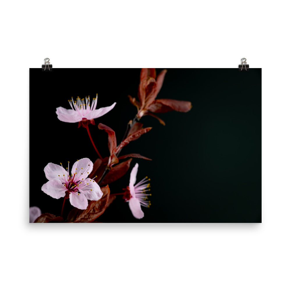 Purple Plum - Photo paper poster