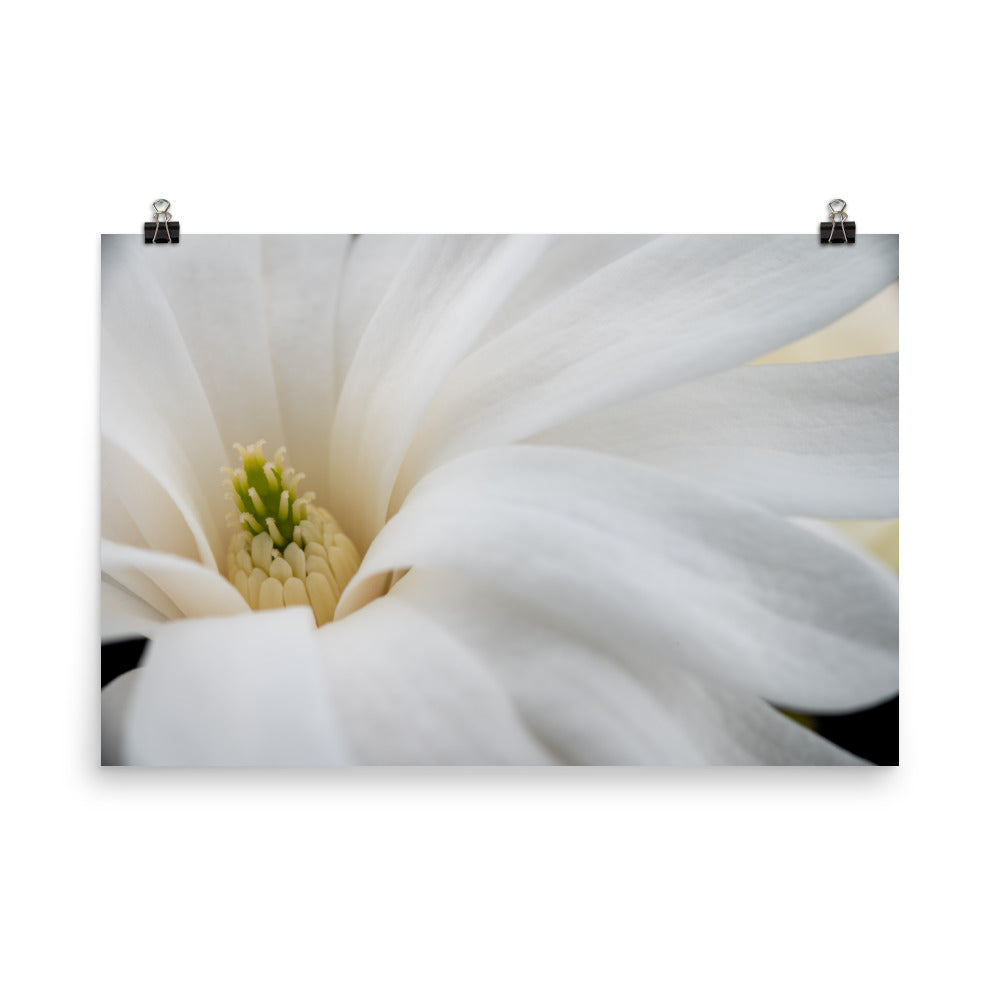 Star Magnolia - Photo paper poster