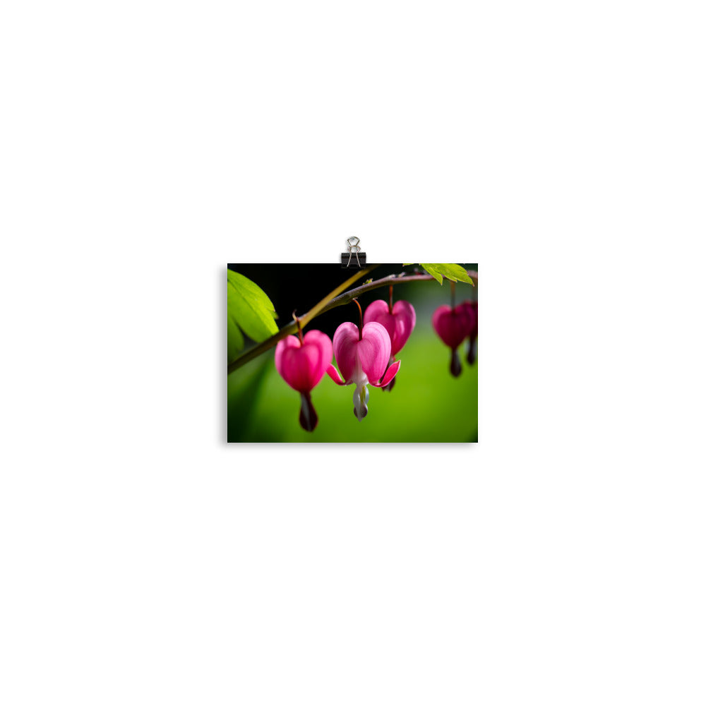 Bleeding Heart Flower - Photo paper poster