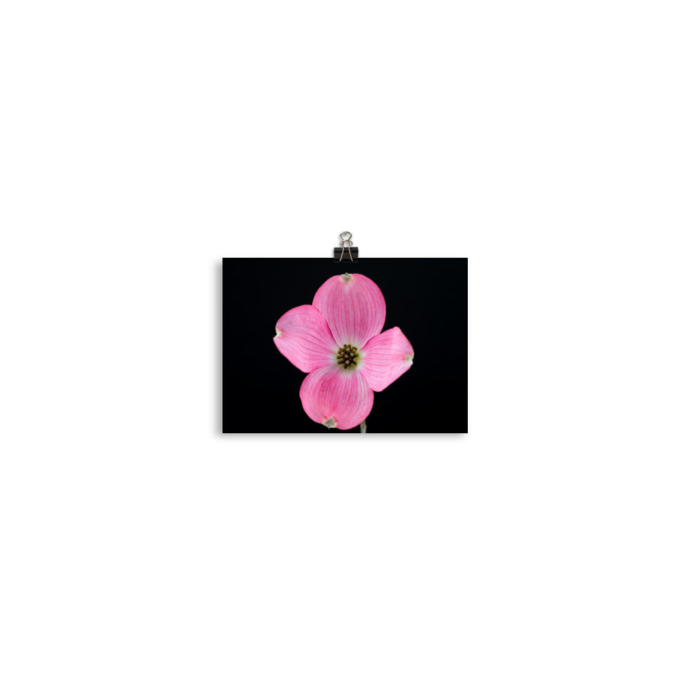 Dogwood Flower - Photo paper poster