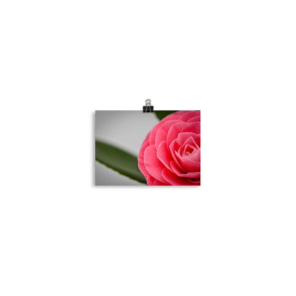 Camellia - Photo paper poster