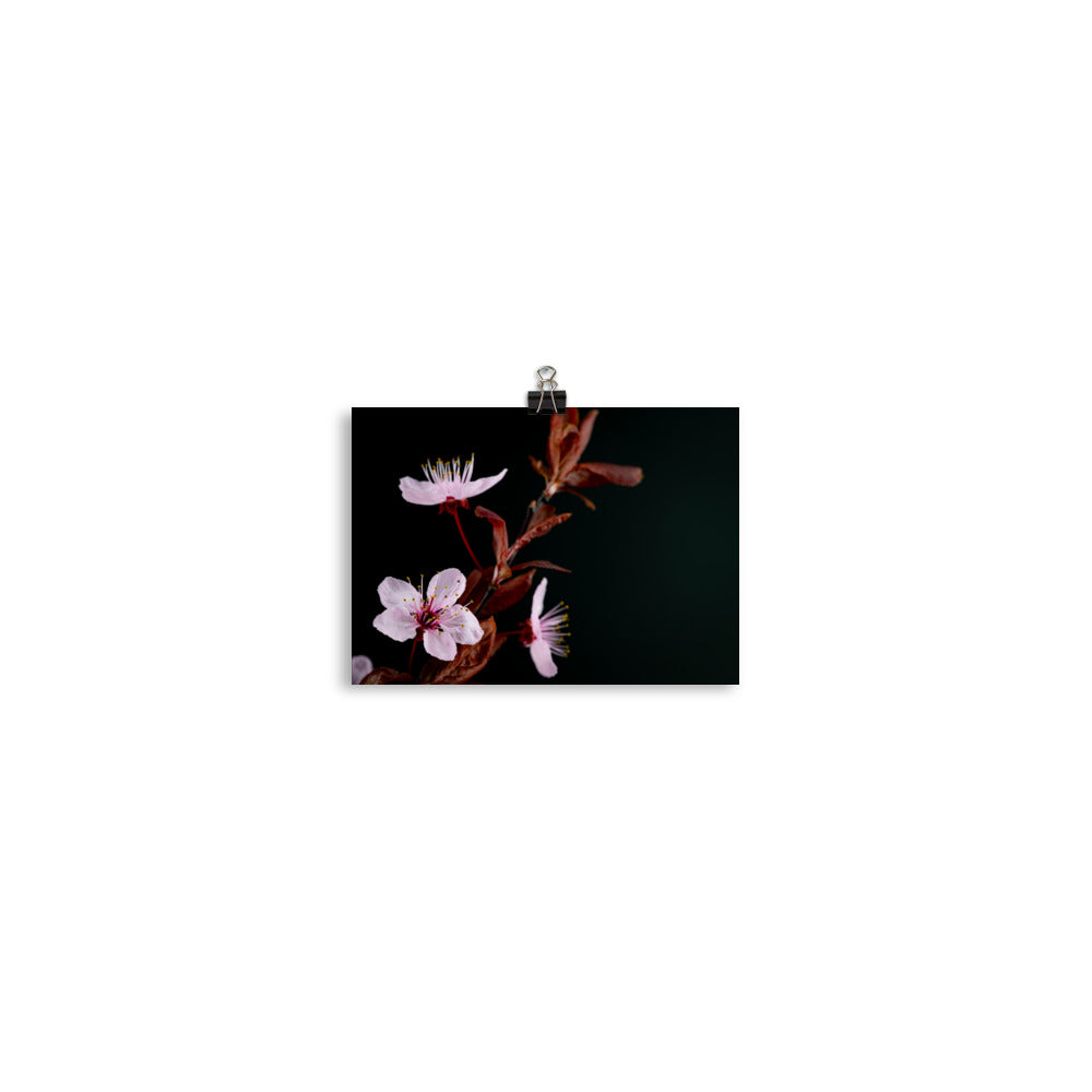 Purple Plum - Photo paper poster