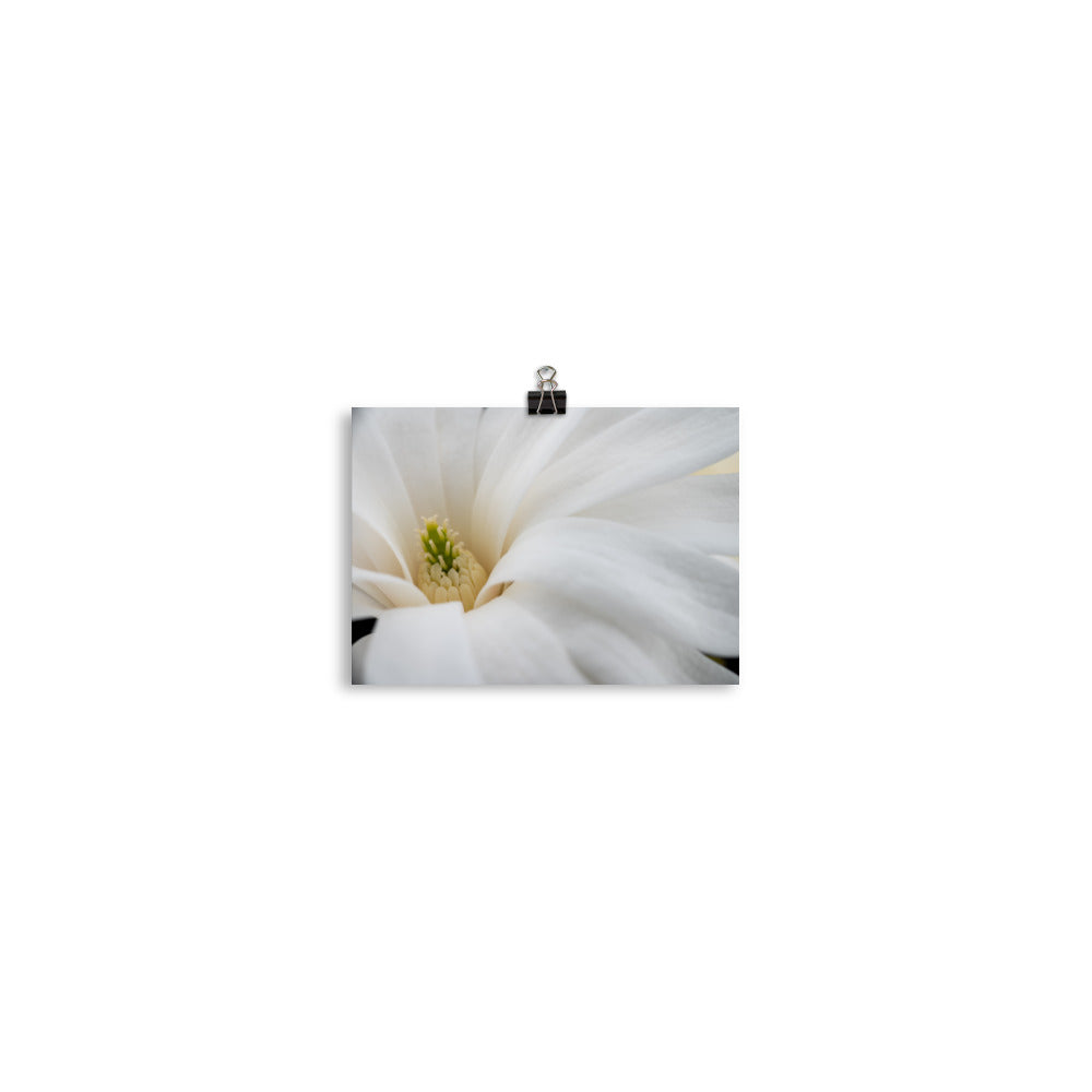 Star Magnolia - Photo paper poster