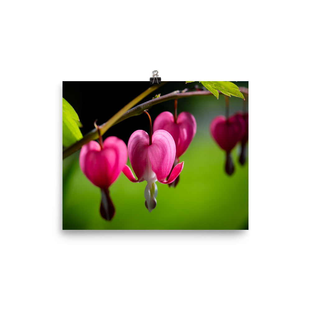 Bleeding Heart Flower - Photo paper poster