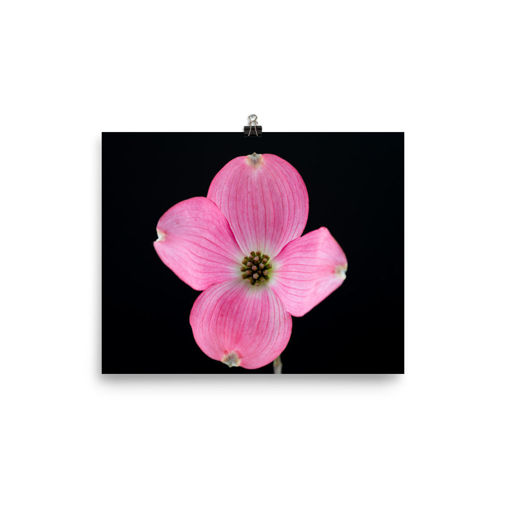 Dogwood Flower - Photo paper poster