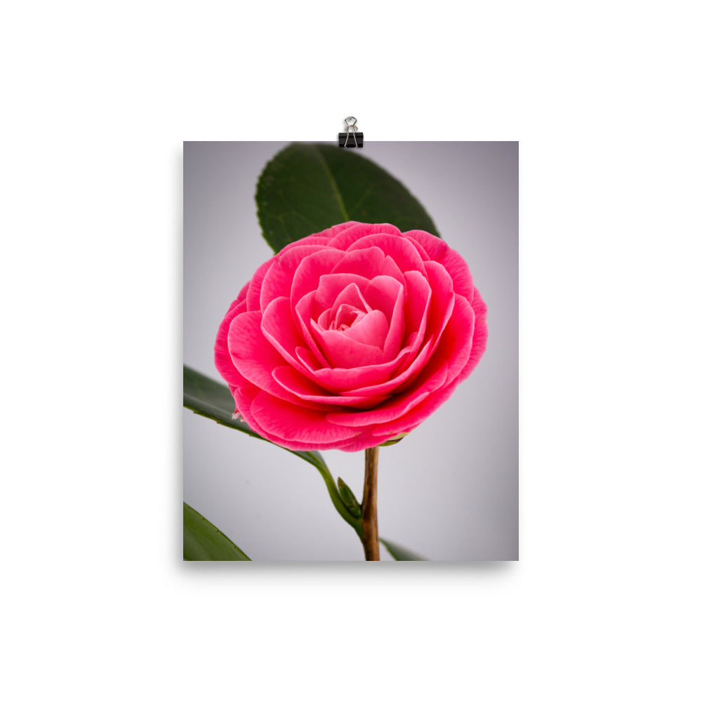 Camellia - Photo paper poster