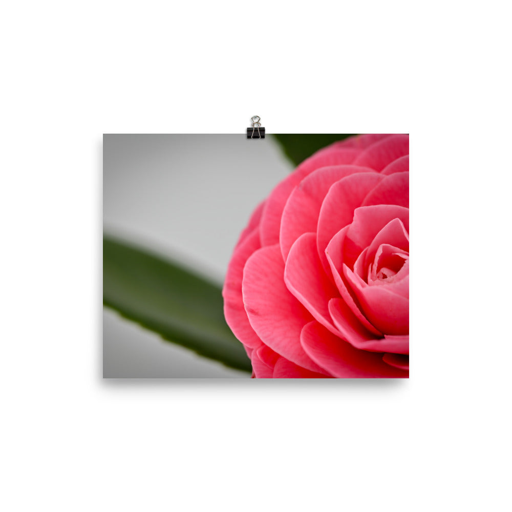 Camellia - Photo paper poster