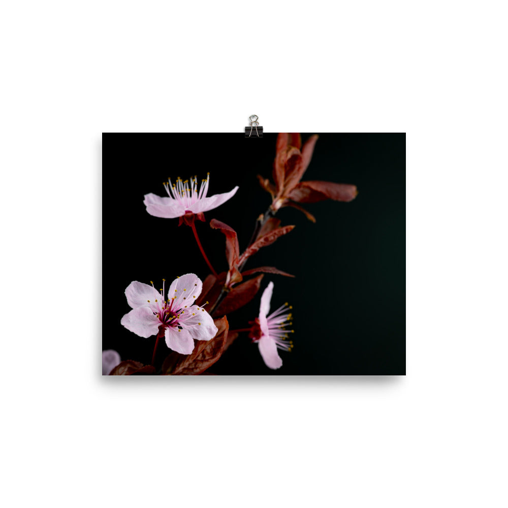 Purple Plum - Photo paper poster