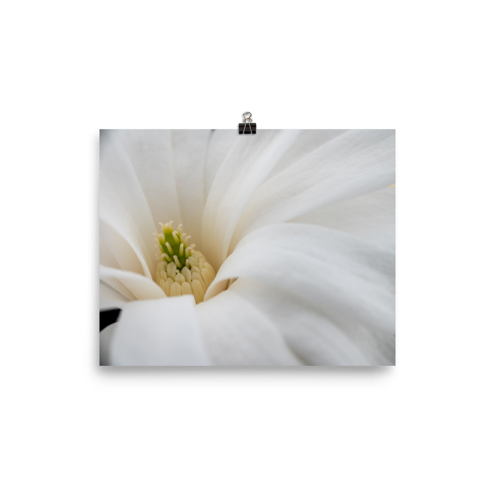 Star Magnolia - Photo paper poster