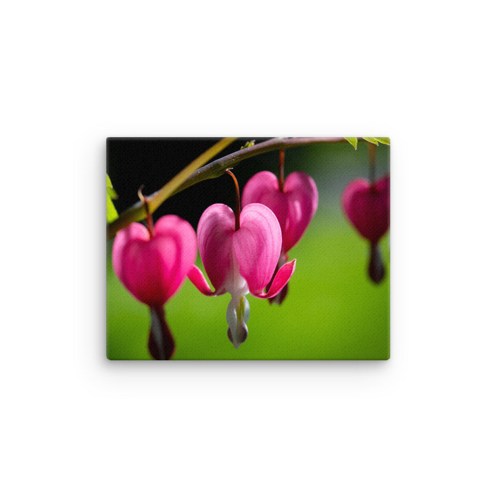 Bleeding Heart Flower - Thin canvas