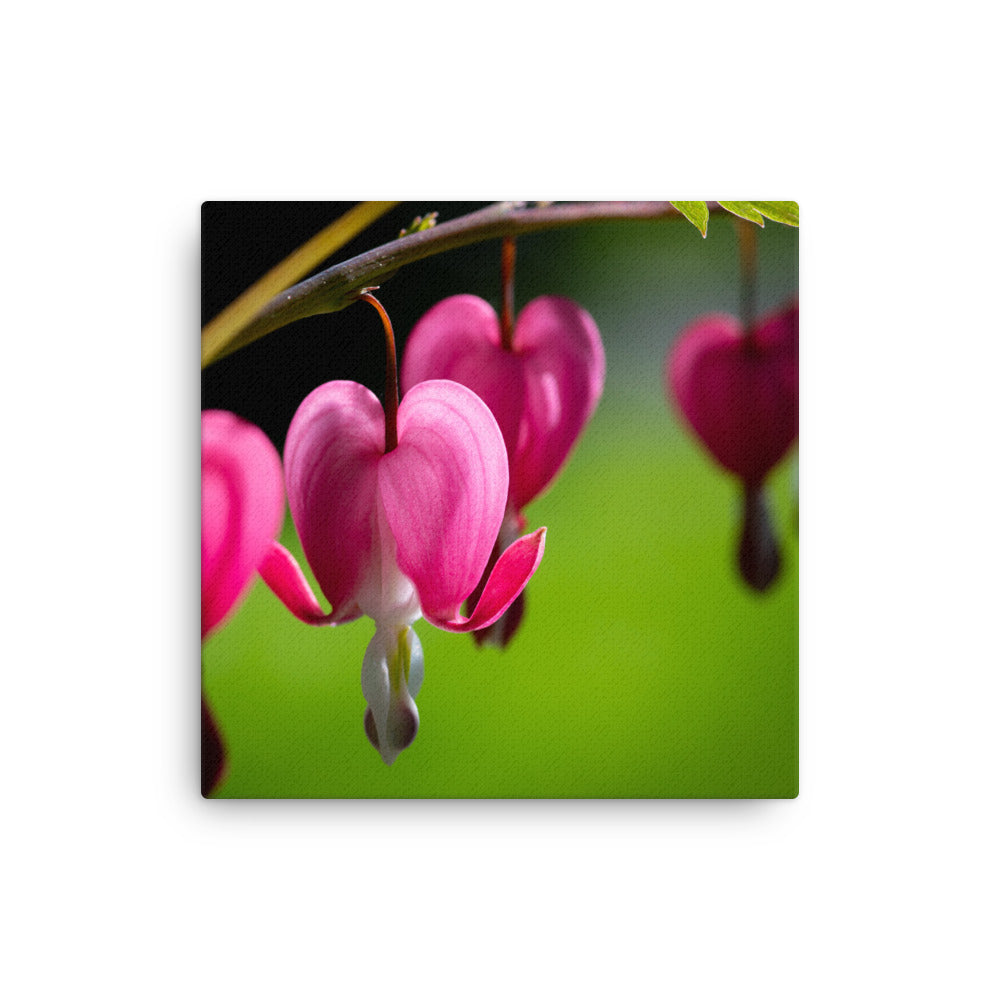 Bleeding Heart Flower - Thin canvas