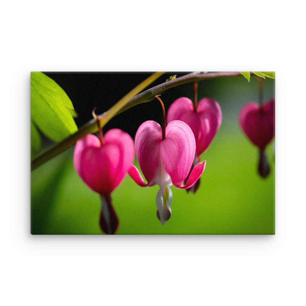 Bleeding Heart Flower - Thin canvas