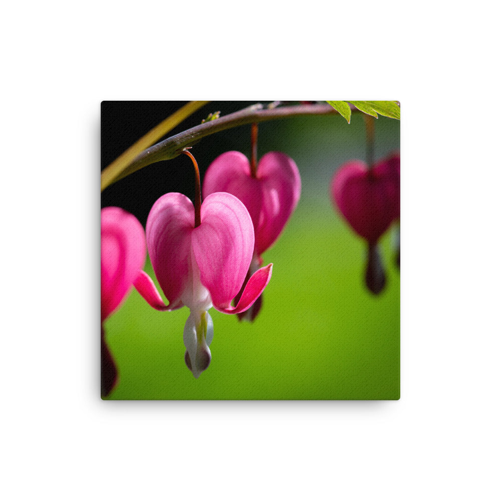 Bleeding Heart Flower - Thin canvas