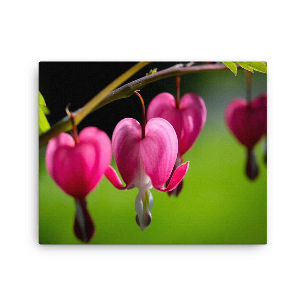 Bleeding Heart Flower - Thin canvas