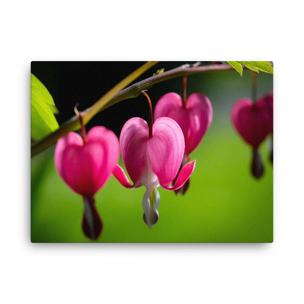 Bleeding Heart Flower - Thin canvas