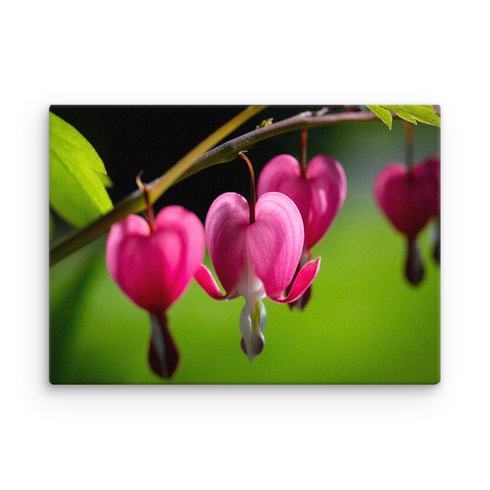 Bleeding Heart Flower - Thin canvas