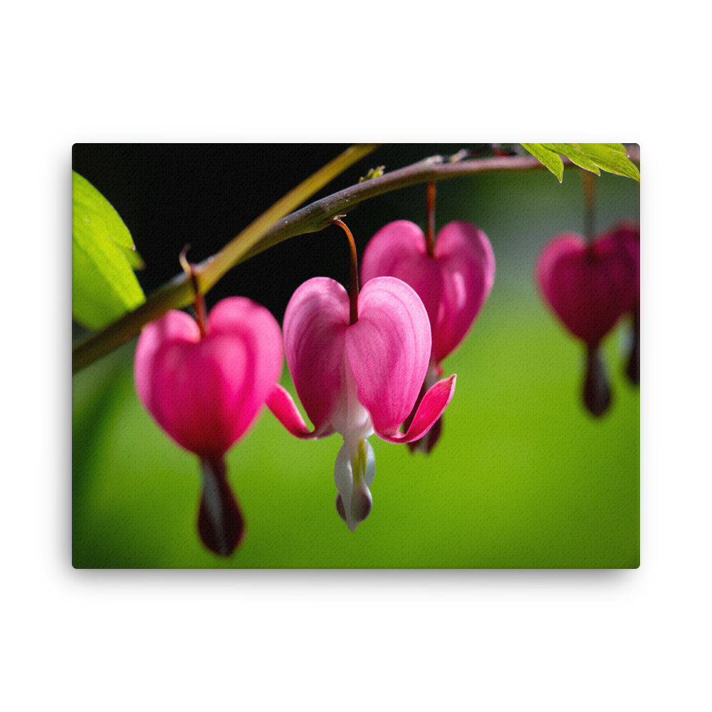 Bleeding Heart Flower - Thin canvas