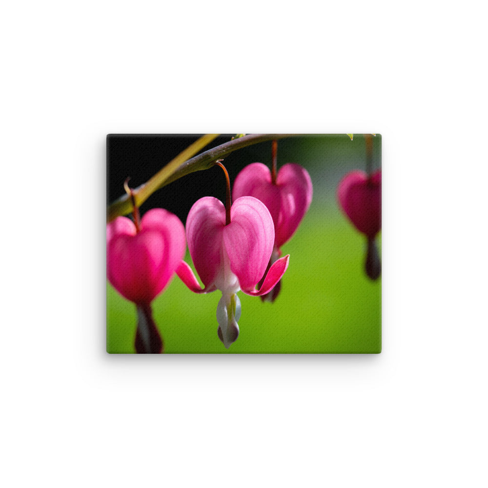 Bleeding Heart Flower - Thin canvas